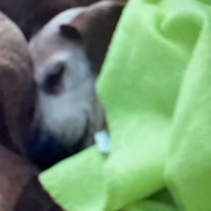 Meet your Posher, Sylvia